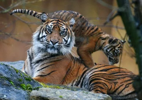 4 Month Old Female Sumatran Tiger Cub (yet To Be Named) Takes Its First Steps In Stock Photos