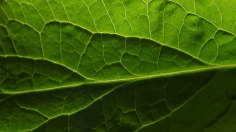 4 Natural Green Leaf Pattern Background Transitions Stock Footage 129696983