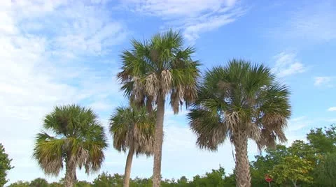 4 Palm Trees and Blue Sky Stock Footage 18071516