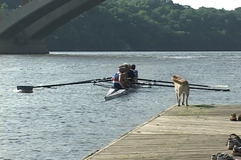 4 person rowing crew slowly approaches dock- dog awaits Stock Footage 125493552