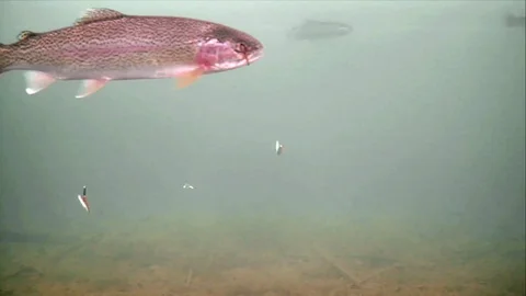 4 Rainbow Trout Go Past the Baits Stock Footage 123858186