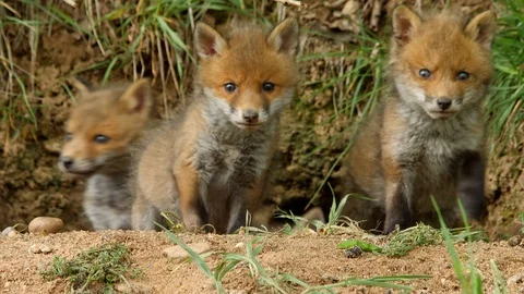 4 Red fox cubs locking out of den first time, wildlife - vulpes vulpes - Stock Footage 112818040