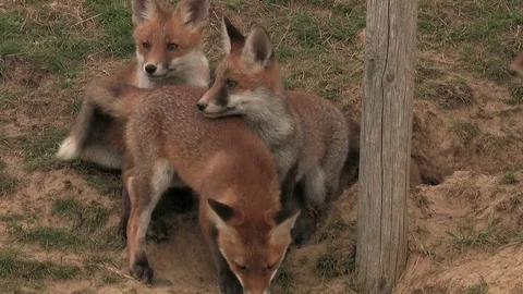4 red foxes (vulpes vulpes) born under electrical power pole - wildlife Stock Footage 82462457