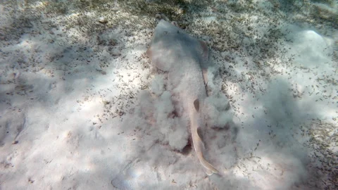 4 Red Sea Diving With Rare Guitarfish Hiding In Sand Stock Footage 308186372