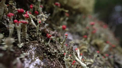 4 Render UHD 10exotic red moss macro closeup shot in 4k Stock Footage 224016176