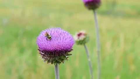 4 RFNDXzc0OTNF Stock Footage 114565829