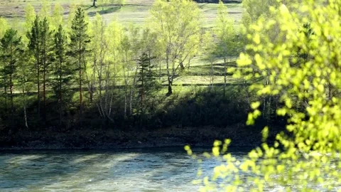 4 river in the mountains, early spring, young foliage Stock Footage 264104067