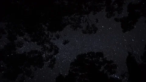 4 sec Timelapse of Stars through Eucalyptus Canopy - no audio Stock Footage