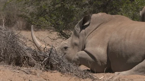 4 SHOT RHINO COMPILATION Stock Footage 87228286