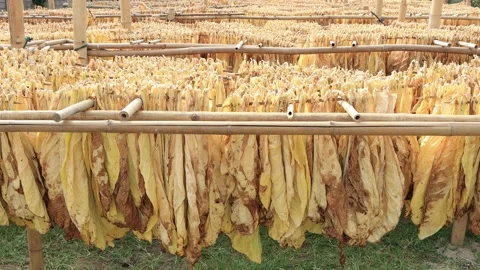 4 Shots Tobacco Leaf Drying On Bamboo Line Stock Footage 197498884