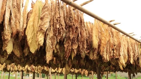 4 Shots Tobacco Leaf Drying On Bamboo Line Stock Footage 197498890