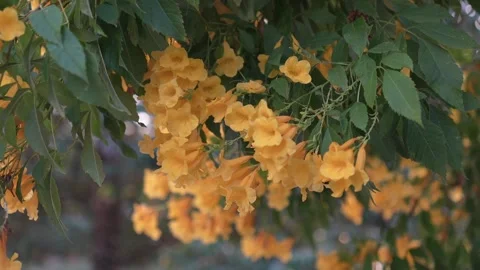 4 shots Yellow elder flower or Yellow bells Stock Footage 258494255