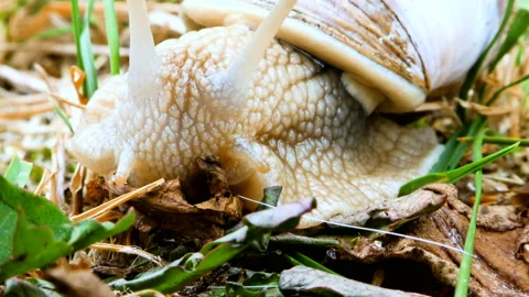 4-the snail eats the leaf Stock Footage 138301030
