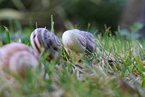 4 snails on green grass Stock Photos