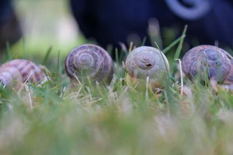 4 snails on green grass Stock Photos