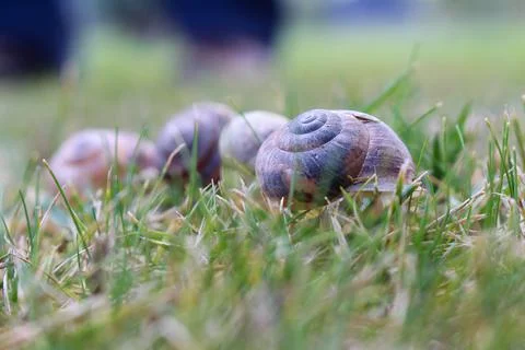 4 snails on green grass Stock Photos