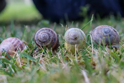 4 snails on green grass Stock Photos