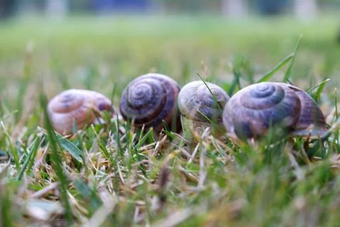 4 snails on green grass Stock Photos