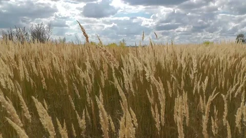 4 Spikelets fluttering in the wind 3 Stock Footage 154504164