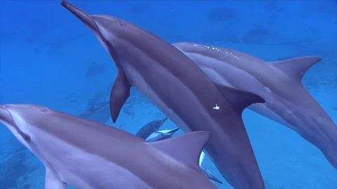 4 Spinner Dolphins Swim To Surface Then Dive Meeting Dolphins Creating Bubbles Stock Footage 82050286