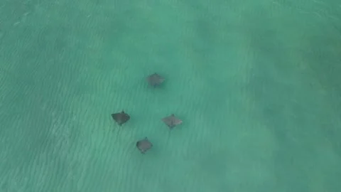 4 Spotted Eagle Rays in Miami Beach at Sunrise by drone Stock Footage 281430061