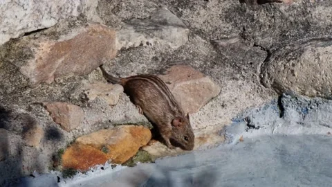 4-Striped Grass Mouse Drinking Water Stock Footage 169938639