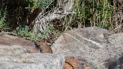 4-Striped Grass Mouse Sitting On A Rock Stock Footage 168923351
