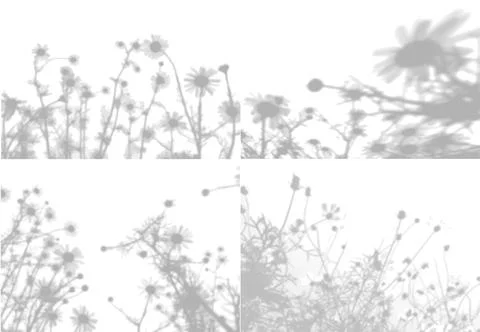 4 Summer backgrounds from the shade of chamomile flowers and field grass on a Illustrazione stock