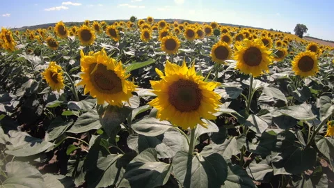 4 Summer View Of Fields With Sunflowers In Southern France Stock Footage 166696730
