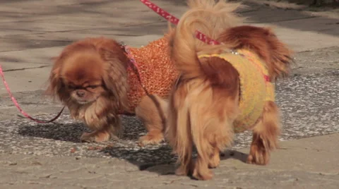 4. Three pekingese with sweater standing on sidewalk. Owner takes dogs on leash. Stock-Footage 46469857