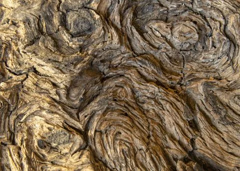4 Tree Burl Foto stock