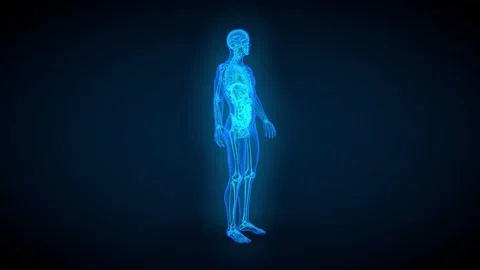 4 videos in 1, male body x-ray scan with organs and skeleton - loop Stock Footage 166350919