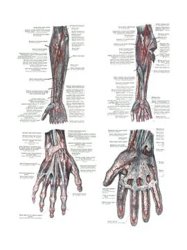 4 views of the human hand and arm Stock Illustration