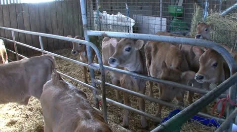 4 week old calves inside barn Video stock 11265369