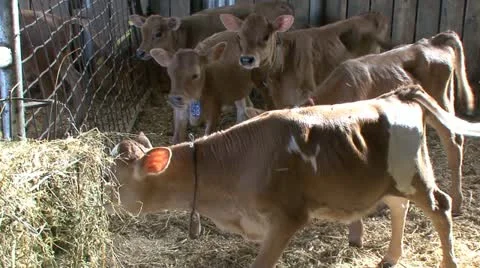 4 week old calves inside barn Stock Footage 11265491