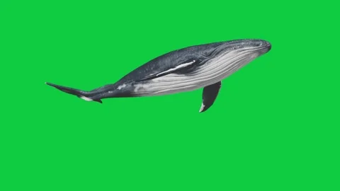 4 Whale Animation Loop – Green Screen Overlay Graphic Element Video stock 333422816