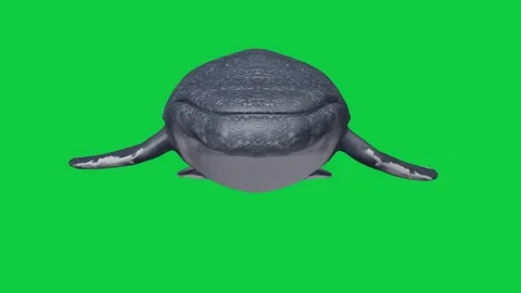 4 Whale Front View Camera Pass Animation – Green Screen Overlay Stock Footage 338040091