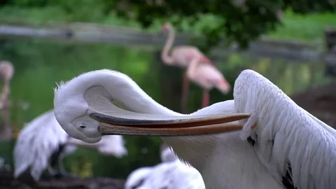 4 white pelican cleans its feathers, close-up Stock Footage 267407656