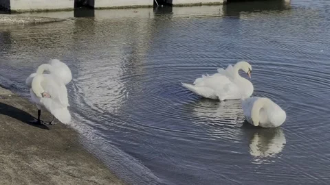4 White Swans Grooming by the waters edge Stock Footage 220462353