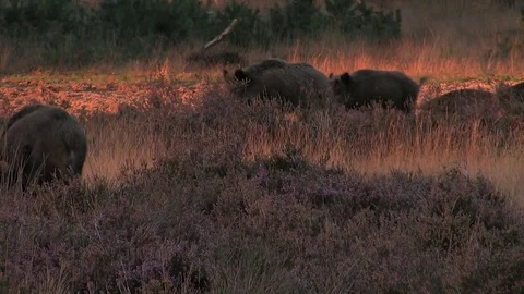 4 wild boars (sus scrofa) in the moorlands, early evening - wildlife - HD Stock Footage 82401924