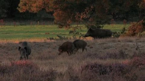 4 wild boars (sus scrofa) in the moorlands, early evening - wildlife - HD Stock Footage 82401926