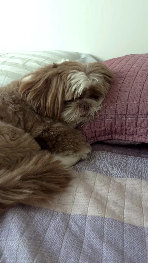 4 year old Shih Tzu on the bed, receiving affection and looking pitiful ver.. Stock Footage 318560272
