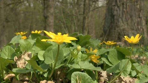 4-yellow flowers, spring 库存影片 126433142