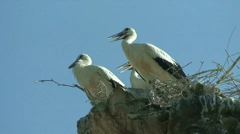 4 young storks Video stock 492362