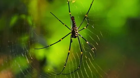 40 Bali HD P JPEG 25fps 15sec 스톡 동영상 2003447