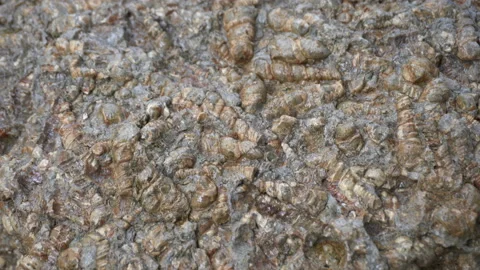 40 millions year old stone in Phuket Thailand shelly limestone got compressed Stock Footage 155455532