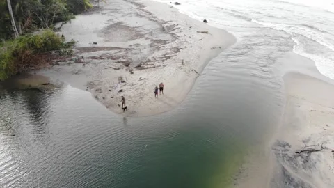 40 Palomino Stock Footage 135764962