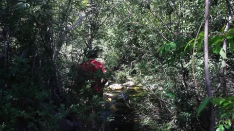 A 40 year old man crossing a creek during dry season in Minas Gerais State, Braz Stock Footage 194396255