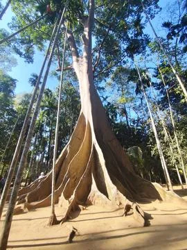 This 400-year-old tree is located in Uthai Thani Province Stock Photos