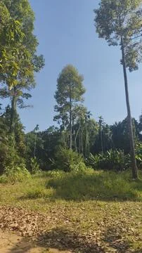 This 400-year-old tree is located in Uthai Thani Province Stock Photos
